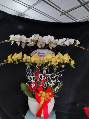 Shop Hoa Tươi Thị trấn Chí Thạnh, Tuy An, Phú Yên